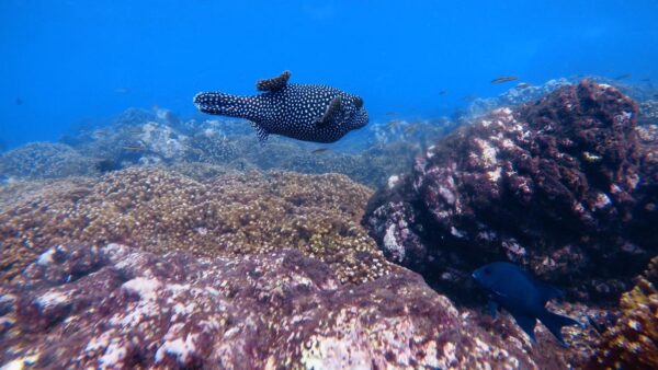 Cano Island Snorkeling from Uvita