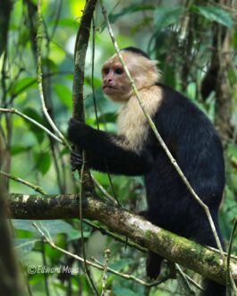 Corcovado Day Tour from Uvita by Pacific Expeditions