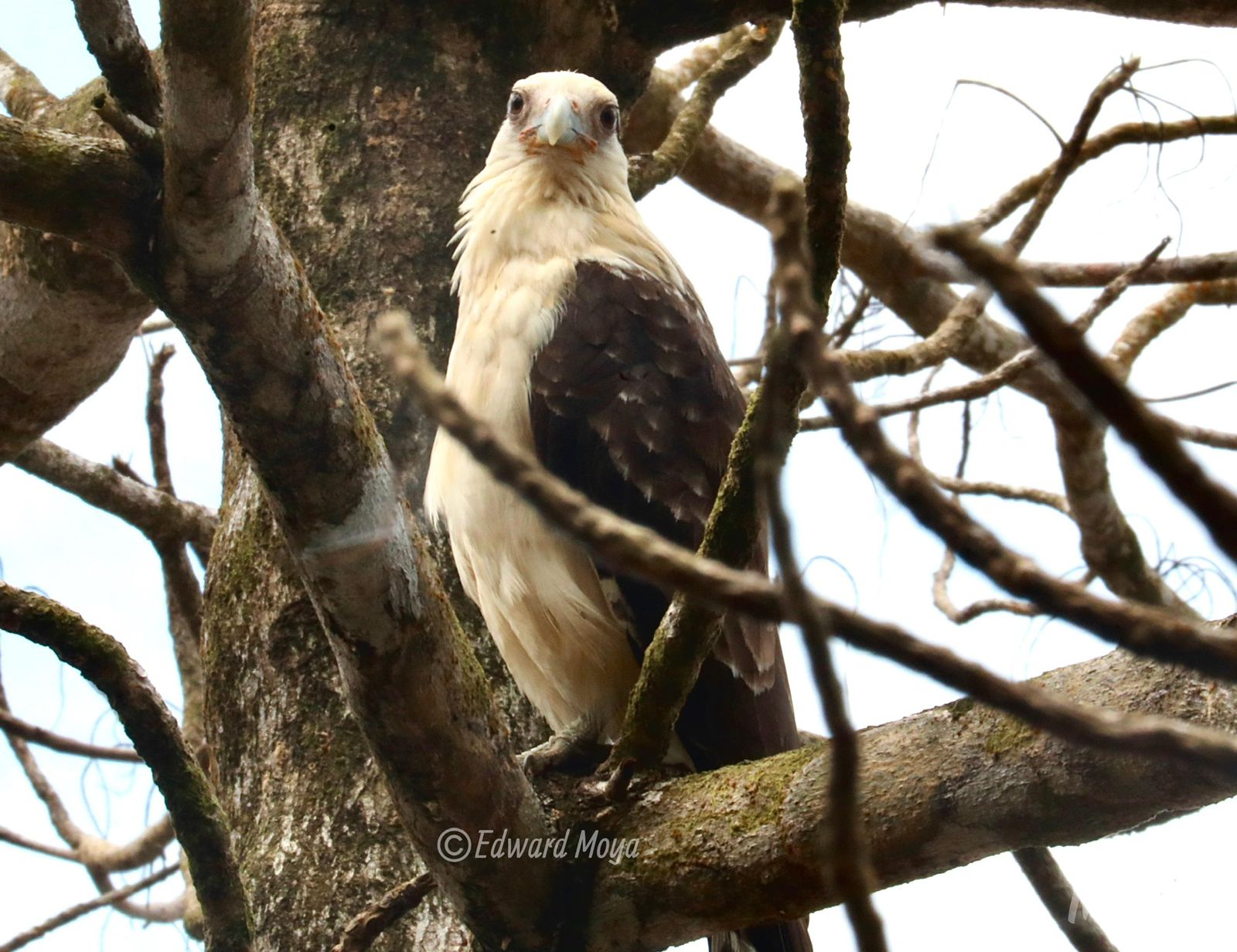 corcovado1